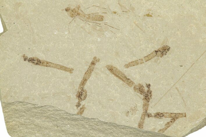 Crane Fly (Tipulidae) Mortality Plate - Green River Formation #360055